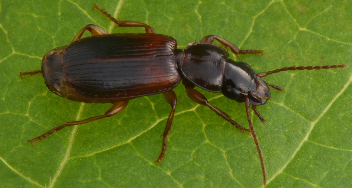 Carabidae: Potrebbe essere lui? cerrrto che  lui! Pseudomasorerus canigoulensis